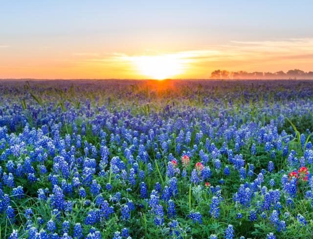 Texas Hill Country Bluebonnets